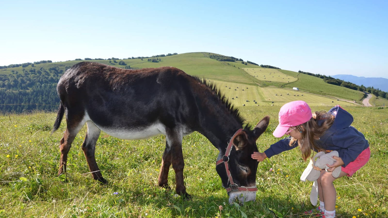 A la découverte des animaux de la ferme