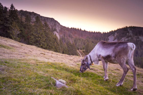 La ferme aux rennes