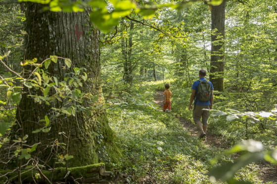 Balade en forêt