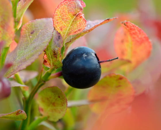 Brimbelle - La myrtille sauvage des Vosges