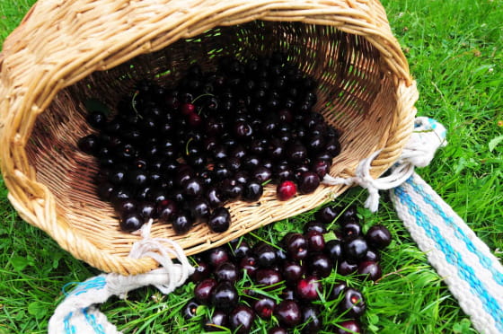 Vosges du Sud - Cueillette de cerises à Fougerolles