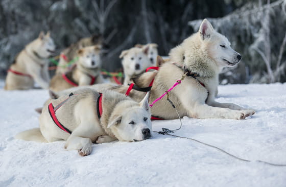 L'âme d'un musher