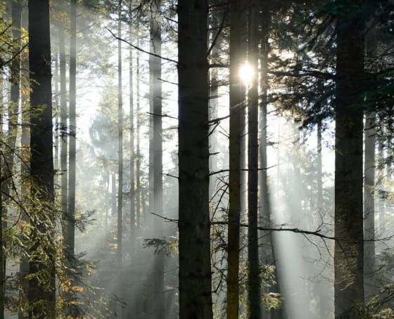 Massif des Vosges - Sylvothérapie dans Vosges du nord