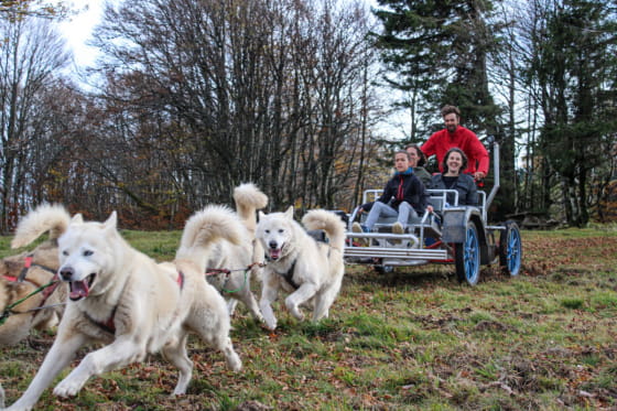 Massif des Vosges - Vert hiver - Cani Kart