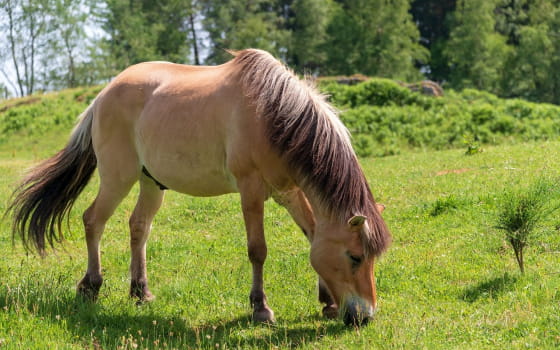 Chevaux au Plateau des Mille Etangs