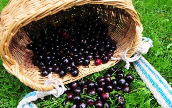 Cueillette cerises Fougerolles