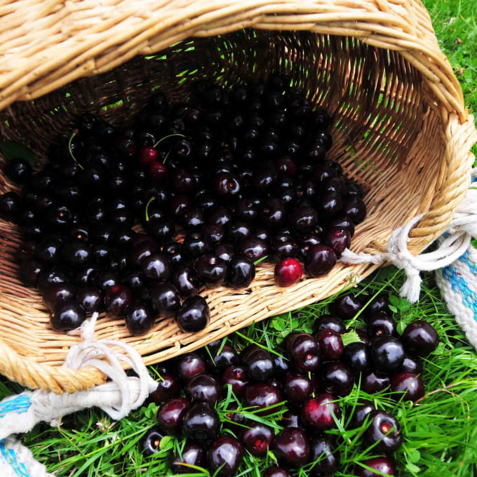 Cueillette cerises Fougerolles
