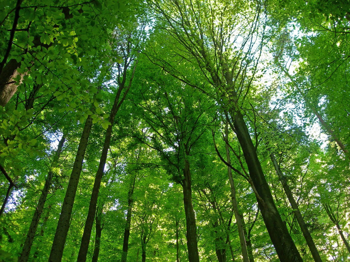 Bain de forêt