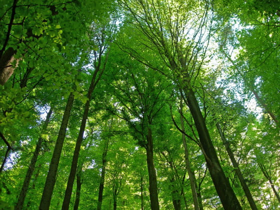 Bain de forêt