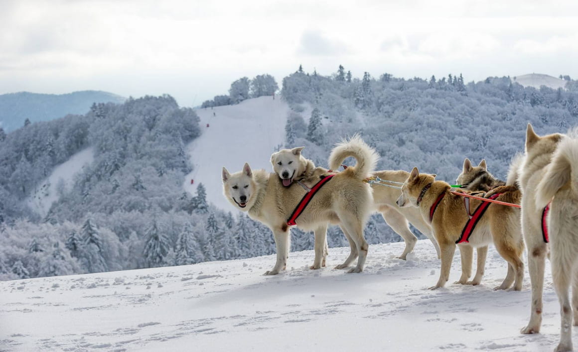 Chiens de traîneau