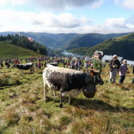 Fête de la transhumance