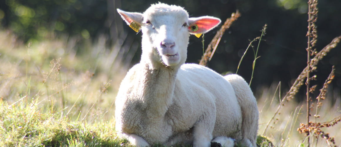 Jouer à saute-mouton
