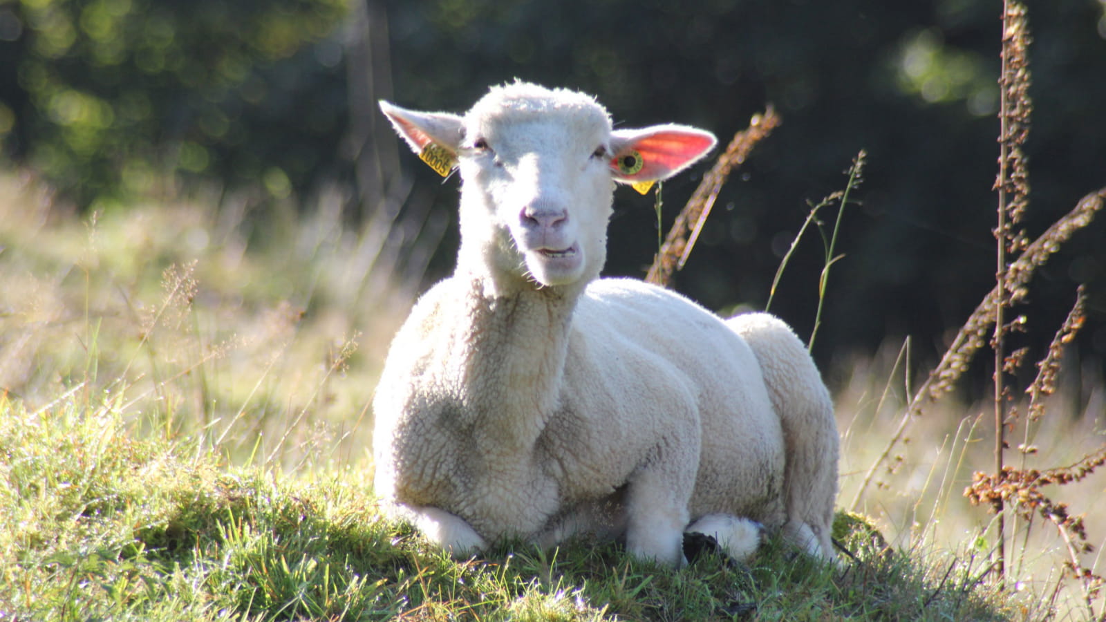 Jouer à saute-mouton