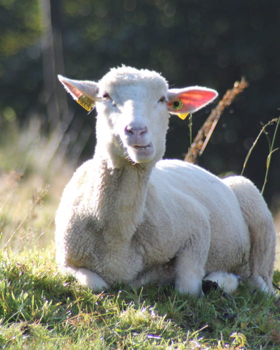 Jouer à saute-mouton