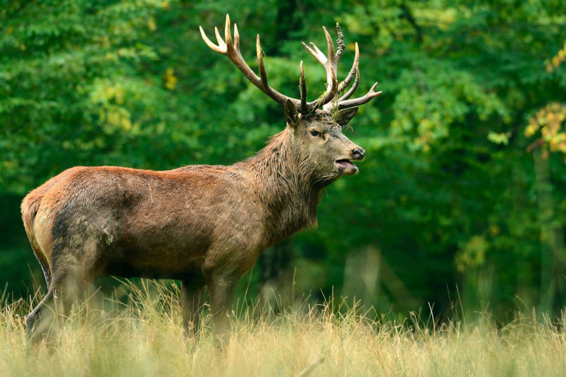 Observer le grand cerf