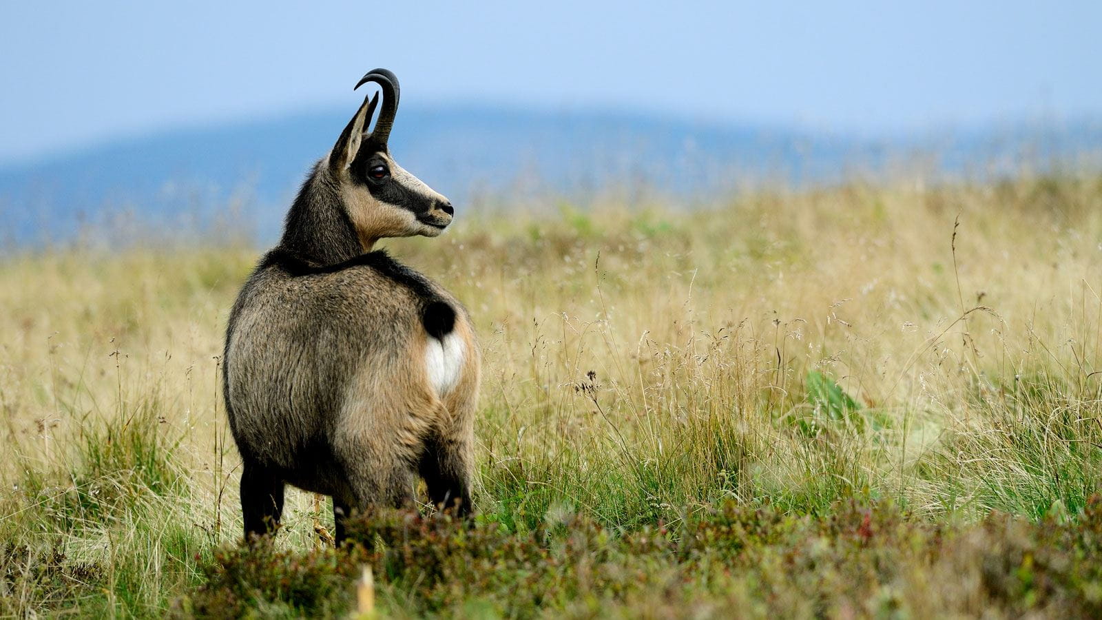 Se rapprocher de la faune sauvage
