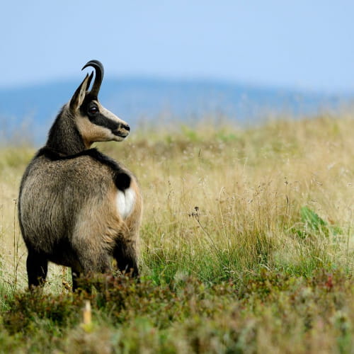 Se rapprocher de la faune sauvage