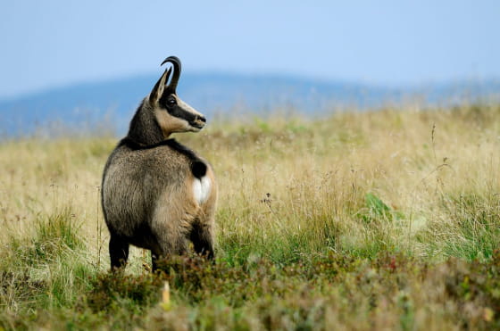 Se rapprocher de la faune sauvage