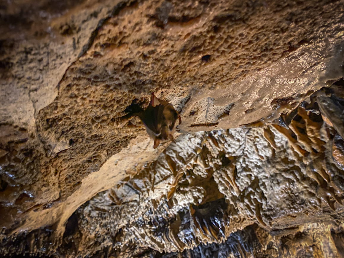 Chauve Souris à la Grotte de Cravanches