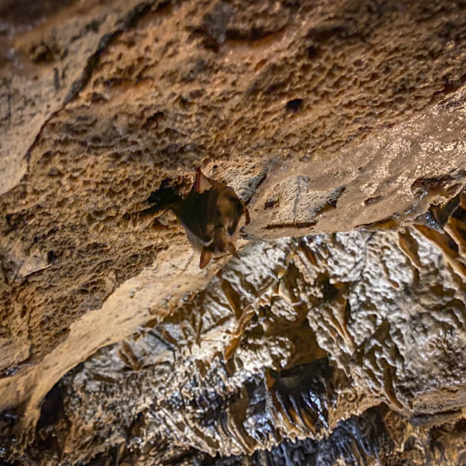 Chauve Souris à la Grotte de Cravanches