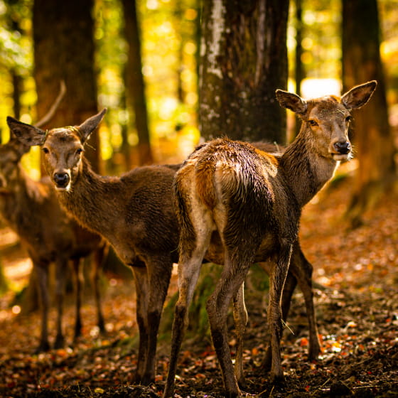 Parc Animalier Fougerolles