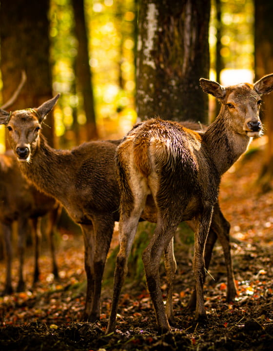 Parc Animalier Fougerolles