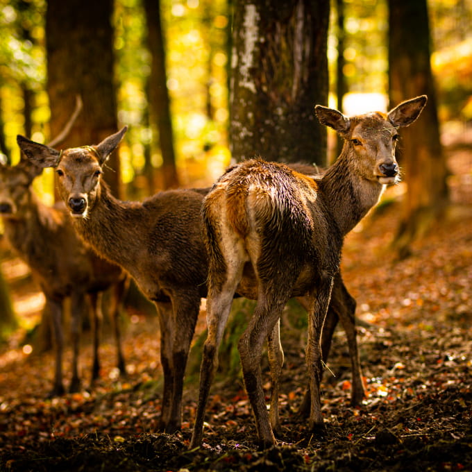 Parc Animalier Fougerolles