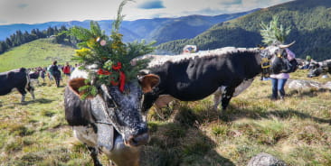La transhumance dans le Massif des Vsges