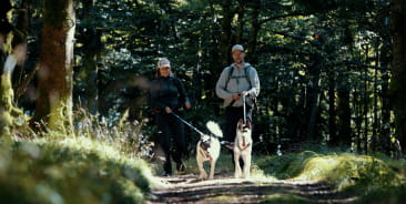 Cani-rando Vosges