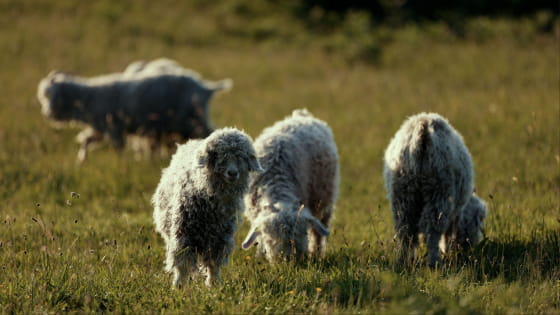 Chèvres Angora Vosges