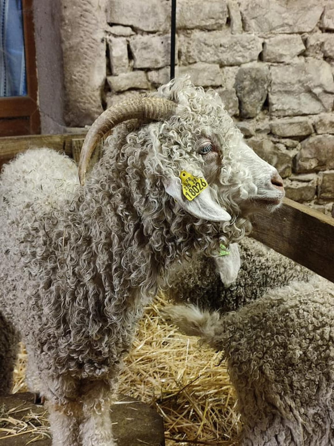Chèvre angora ferme vosges