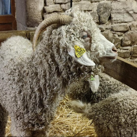 Chèvre angora ferme vosges
