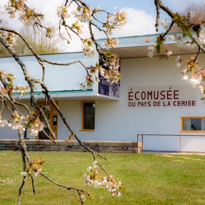 Musée cerises