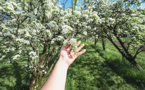 Cerisiers en fleurs