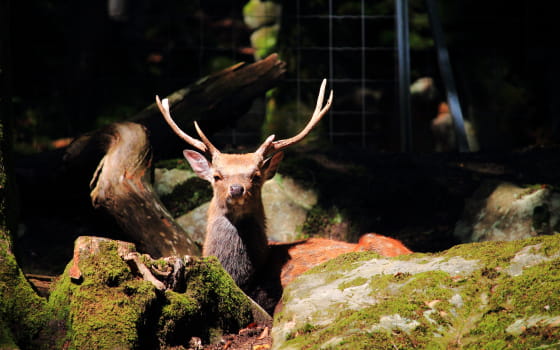 Cerf du parc animalier fougerolles saint valbert