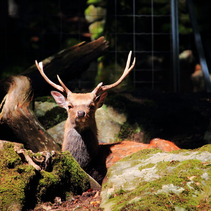 Cerf du parc animalier fougerolles saint valbert