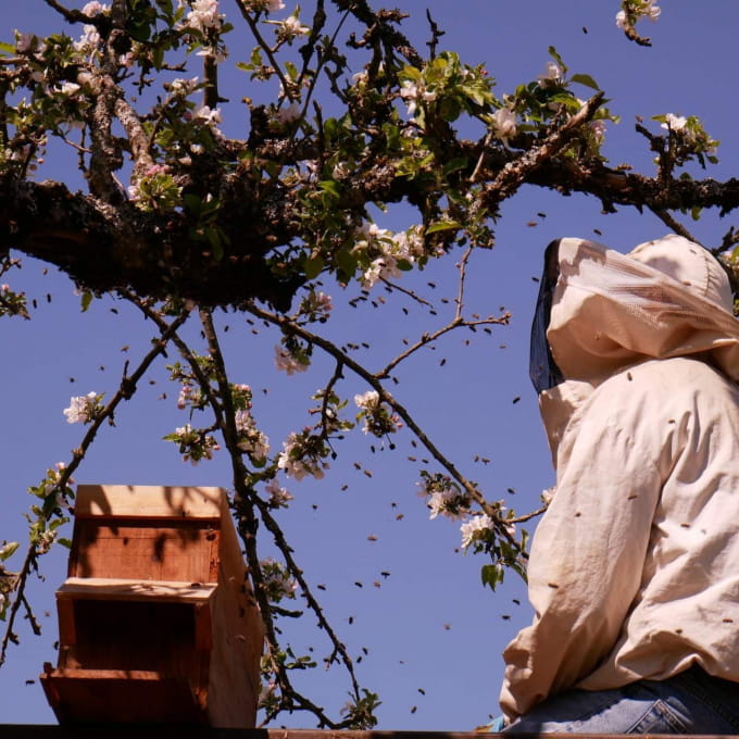 Miel apiculture vosges du sud miel grosjean