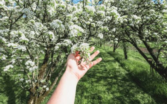 Fougerolles le pays des cerises