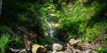 Le saut de la bourrique