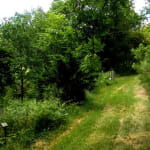Arboretum