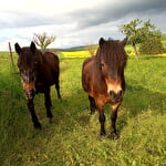 Centre d'équicie Ponytoi
