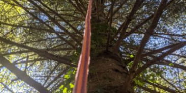 Pass à Gé - Grimpe d'arbre
