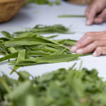 Sortie découverte des plantes sauvages