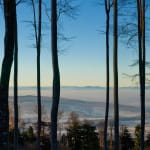 La réserve biologique dirigée de Wolschwiller