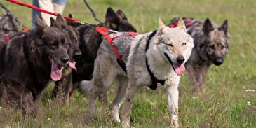 Cani-Rando à la découverte de la meute