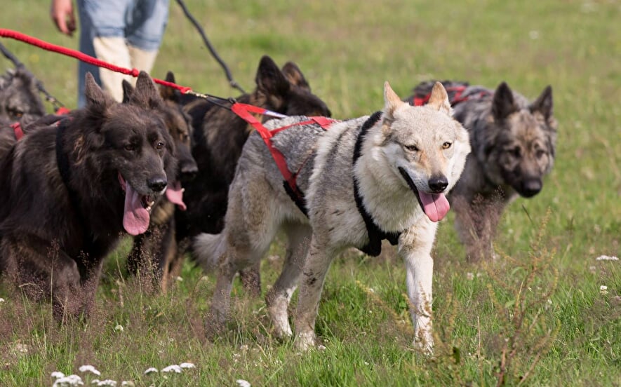 Cani-Rando à la découverte de la meute