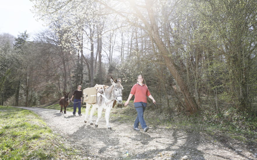 Randonnée avec les ânes de la ferme pédagogique