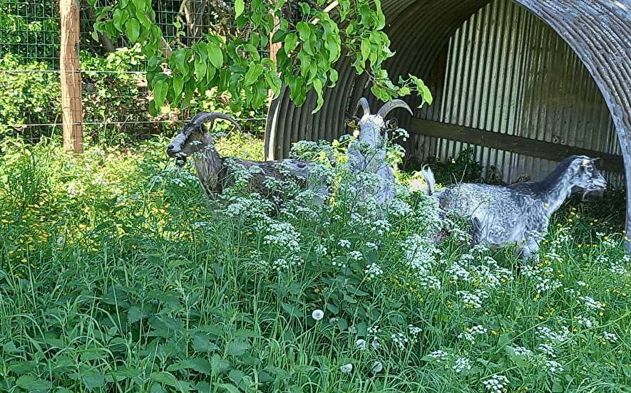 Ferme pédagogique de l'Aquarelle