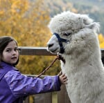 La montagne des lamas et alpagas