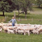 Découverte de la ferme à Guébling